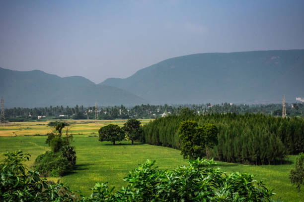 istock A view of farming land with palm trees looking awesome. 941936434
