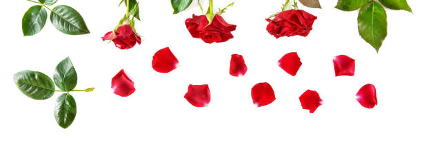 istock Flowers composition. Red roses isolated on white background. Flat lay, top view. 941939288