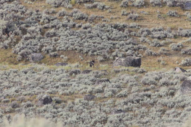 istock Agate Wolf's pack wild, non-captive wolf - Yellowstone National Park 941939878