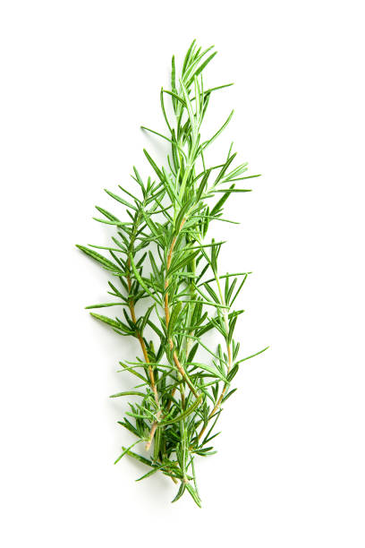 istock The rosemary branch 941940616