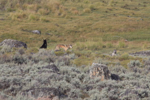 istock Agate Wolf's pack wild, non-captive wolf - Yellowstone National Park 941941476