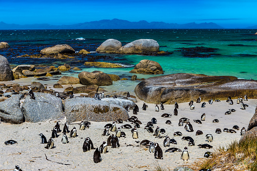 Republic of South Africa. Simon's Town near Cape Town, Foxy Beach. Boulders Penguin Colony - The Africans Penguins (Spheniscus demersus, also known as Jackass Penguin and Black-footed Penguin)