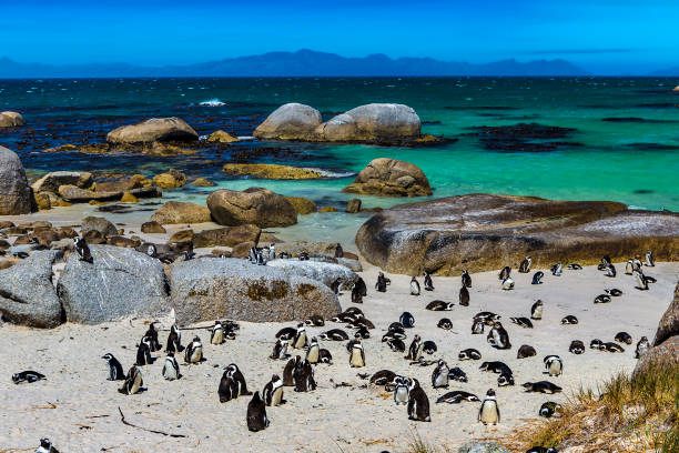 Boulders Penguin Colony Republic of South Africa. Simon's Town near Cape Town, Foxy Beach. Boulders Penguin Colony - The Africans Penguins (Spheniscus demersus, also known as Jackass Penguin and Black-footed Penguin) boulder beach western cape province photos stock pictures, royalty-free photos & images