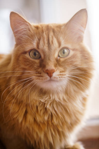 istock Brown Cat, Red Male Cat, Ginger Cat 941943836