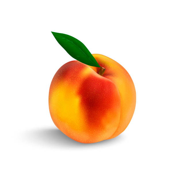 ilustrações, clipart, desenhos animados e ícones de isolado em close-up de pêssego - nectarine