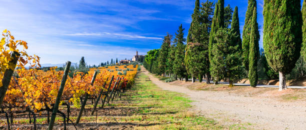 vineyards of tuscany in autumn colors. castello banfi il borgo. italy - montalcino imagens e fotografias de stock