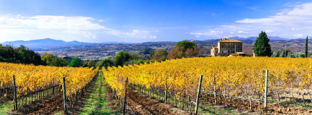 Golden vineyards. Beautiful Tuscany in autumn colors. Italy amazing pictorial countryside of Tuscany with autumn vineyards agritourism stock pictures, royalty-free photos & images