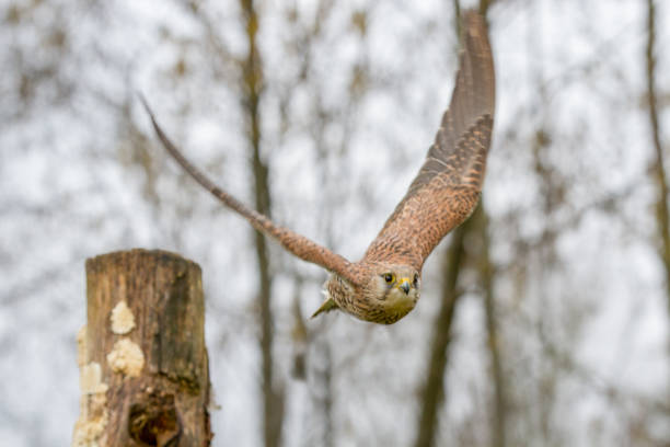istock European Kestrel (Falco tinnunculus) flying from tree stump 941950390