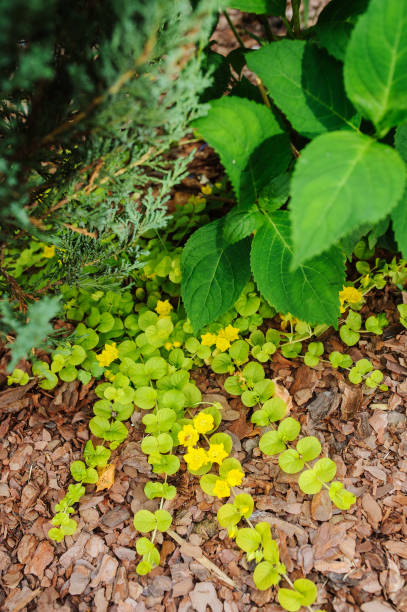 lysimachia nummularia aurea (creeping jenny moneywort) blooming in summer garden - british currency coin two pence coin british coin imagens e fotografias de stock