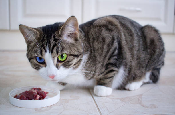 istock Wary pet cat with multicolored blue green eyes guards meal 941953570
