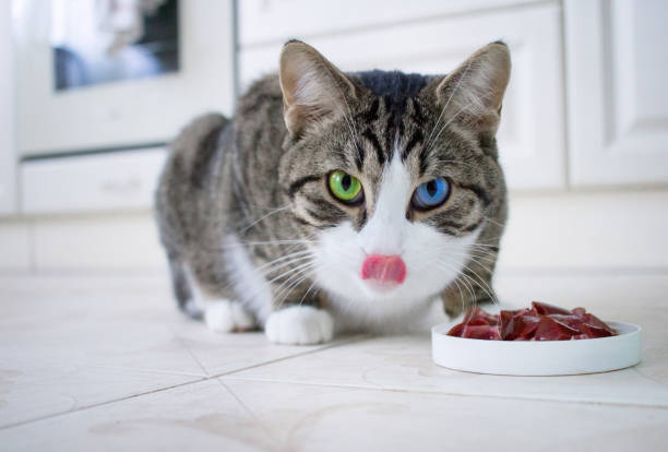 Domestic pet cat with multicolored blue and green eyes leaks it's lips while eating meat from feeding bowl