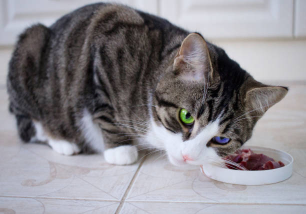 istock Domestic cat with multicolored blue green eyes eats meat meal 941953728