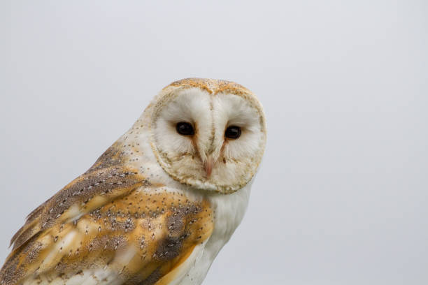 barn owl (tyto alba) portret na białym tle - owl endangered species barn night zdjęcia i obrazy z banku zdjęć