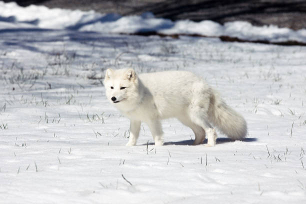 Arctic fox The Arctic fox, also known as the white fox, polar fox, or snow fox, is a small fox native to the Arctic regions of the Northern Hemisphere white fox stock pictures, royalty-free photos & images