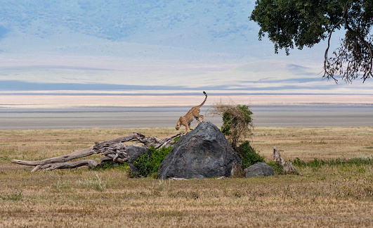 Cheetah, Acinonyx jubatus, on rock.  Tanzania, Ngorongoro crater.