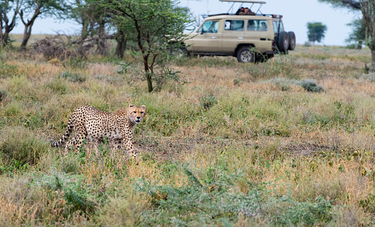 Cheetah, Acinonyx jubatus, with tourists in jeep.  Tanzania, Ngorongoro Conservation Area, Ndutu, lake Masek.