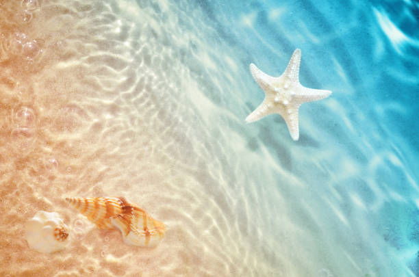 istock starfish and seashell on the summer beach in sea water. 941954530