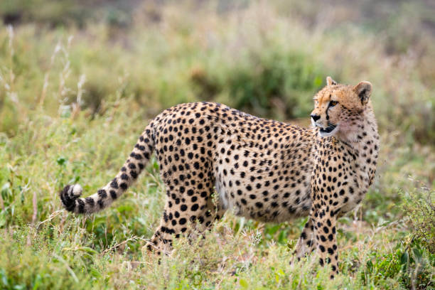 istock Cheetah in Africa 941955296