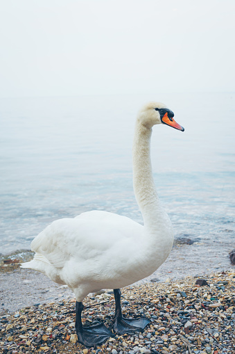 White swan standing on the beach of sea.