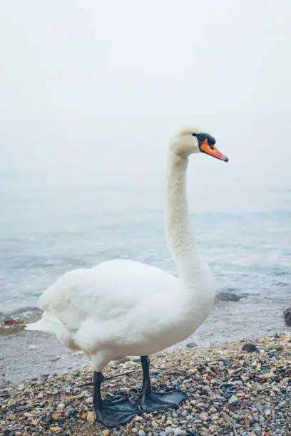 Photo of White swan on the sea.