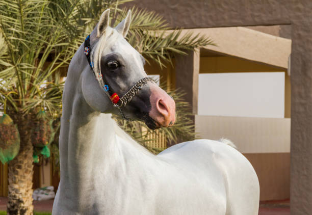 piękny koń arabski - arabian horse zdjęcia i obrazy z banku zdjęć