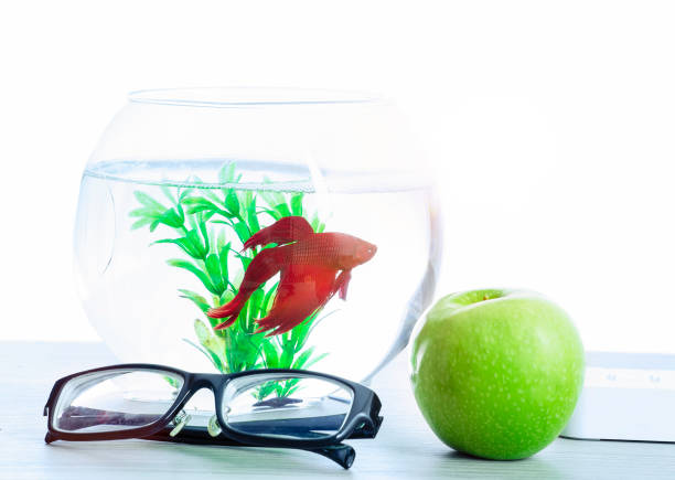 Desktop With Apple, Reading Glasses, and fish bowl