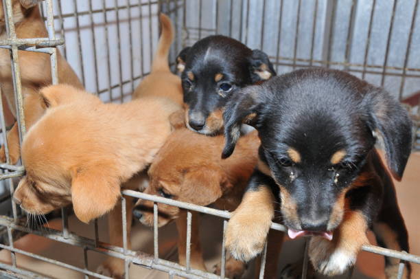 istock Homeless dogs in cage 941961570