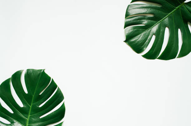 istock Two green monstera tropical leaves frame on white background. Empty space for copy, text, lettering. 941961716
