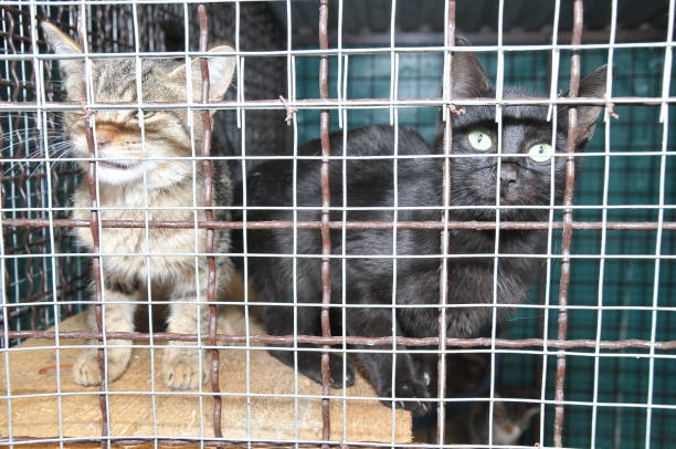istock Homeless cats in cage in shalter 941961772