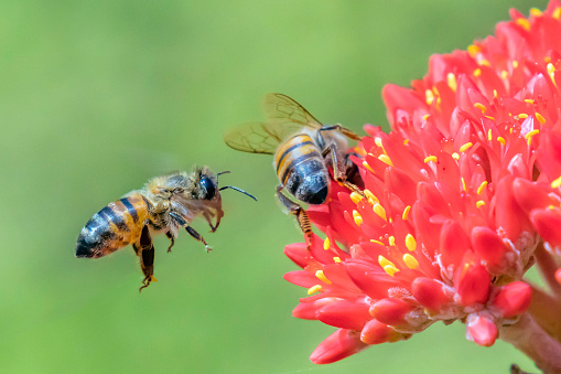 Photo of a honey bee pollinating a Dwarf Dazzler Coreopsis flower (Coreopsis tinctoria) amongst other wild flowers.