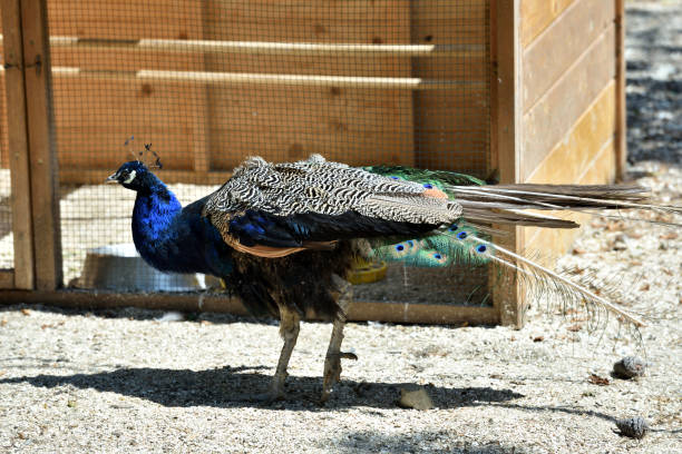 istock A beautiful blue peafowl walks in the zoo 941961982