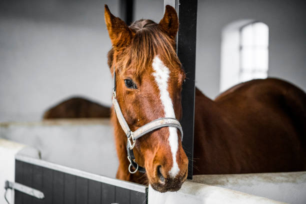 cavallo marrone con una sporcizia in una stalla bianca - animal head horse stable barn foto e immagini stock