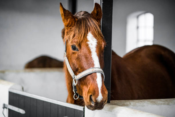 Brown horse with a grime in a white stable in bright daylight