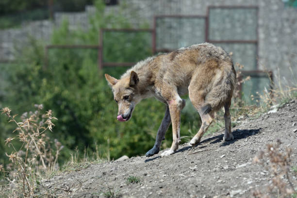 istock Gray wolf in the zoo 941964284