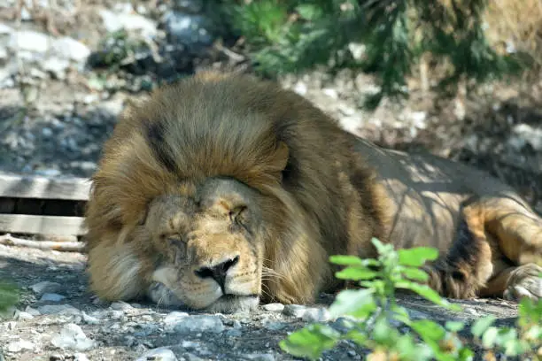 Photo of The big lion sleeps, putting his own goal on the ground.