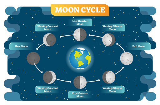 Moon cycle vector illustration diagram poster with all moon phases from new to full moon and waning, waxing, quarter stages. Scene on cosmos background.