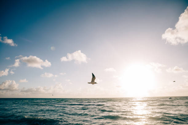 Seagull soaring over the ocean as the sun rises.