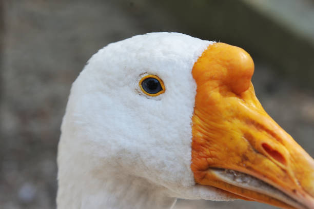 istock Eye of a goose close up. 941965914