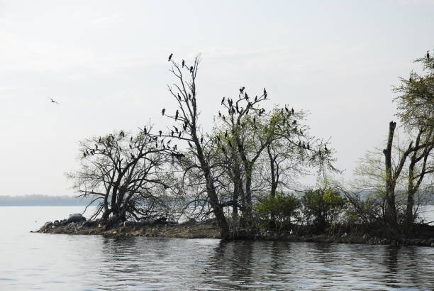 Bird Island II stock photo