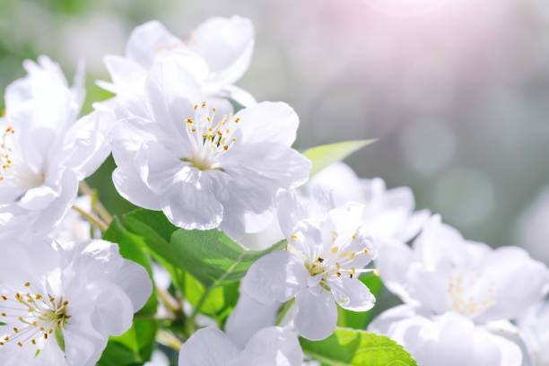 istock Blossom blooming on tree in springtime. Apple tree flowers blooming. Blossoming apple tree flowers with green leaves. Spring tree blossom flowers with green leaves border. 941969178