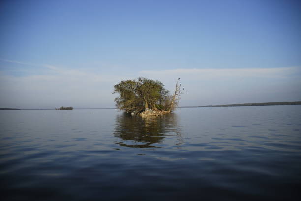 Bird Island VII stock photo