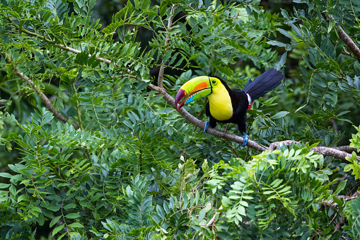 keel billed tucan perched on a tree in the rainforest of Costa Rica