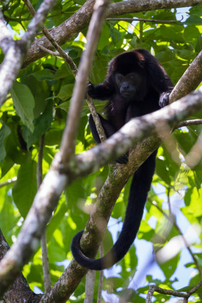 istock howler monkey in costa Rica 941972956