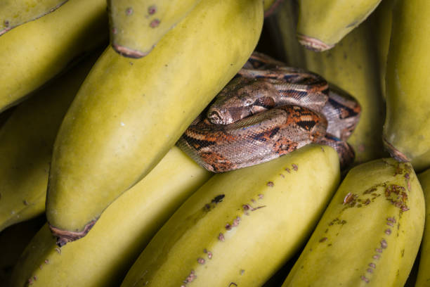 boa in bananen - red tailed boa stock-fotos und bilder