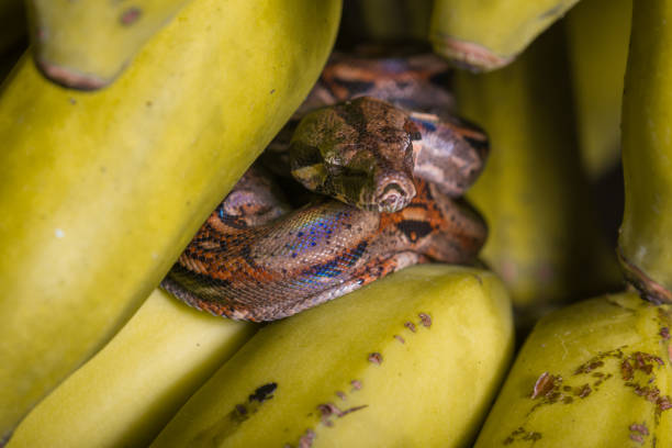 istock Boa in the bananas 941975380