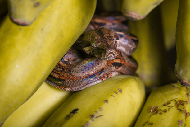 jiboia em bananas - red tailed boa - fotografias e filmes do acervo