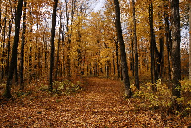 Fall Maples III stock photo