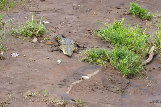 Photo of Crocodiles in the Tarcoles River