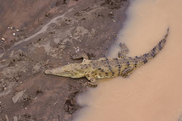 istock Crocodiles in the Tarcoles River 941976118
