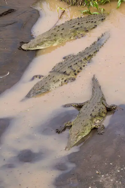 Photo of Crocodiles in the Tarcoles River
